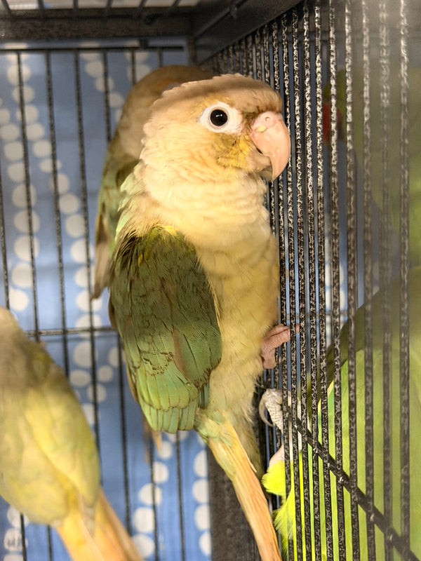 Turquoise Greencheek Conure CINNAMON DISCOUNT