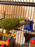 Green Quaker