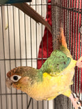 Turquoise yellowside conure