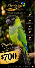 NANDAY CONURE