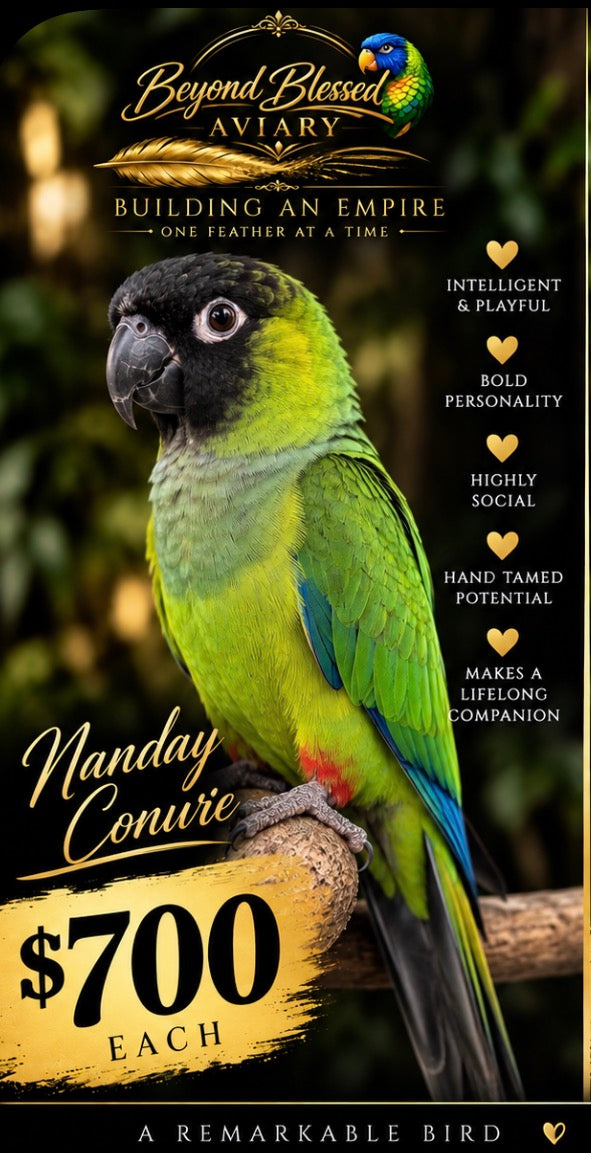 NANDAY CONURE