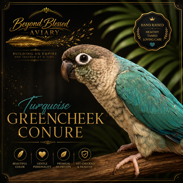 Turquoise Greencheek Conure