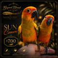 Sun Conure