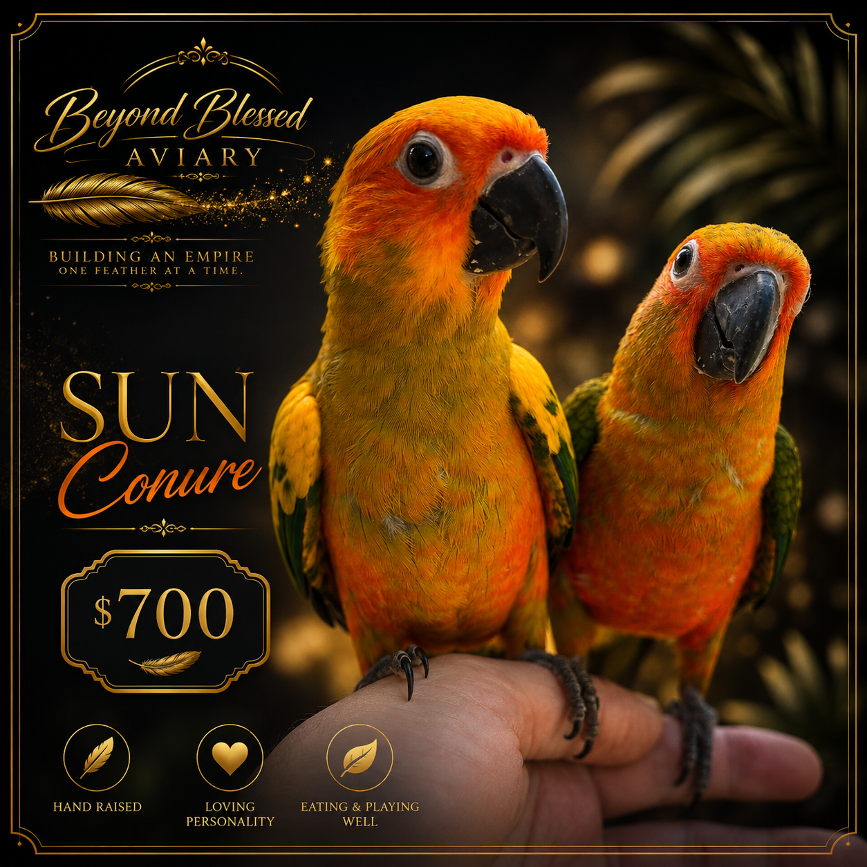 Sun Conure