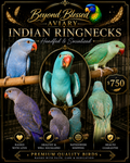 Indian Ringneck DISCOUNT