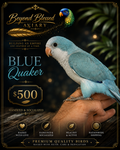 Blue Quaker