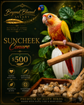 Suncheek Conure