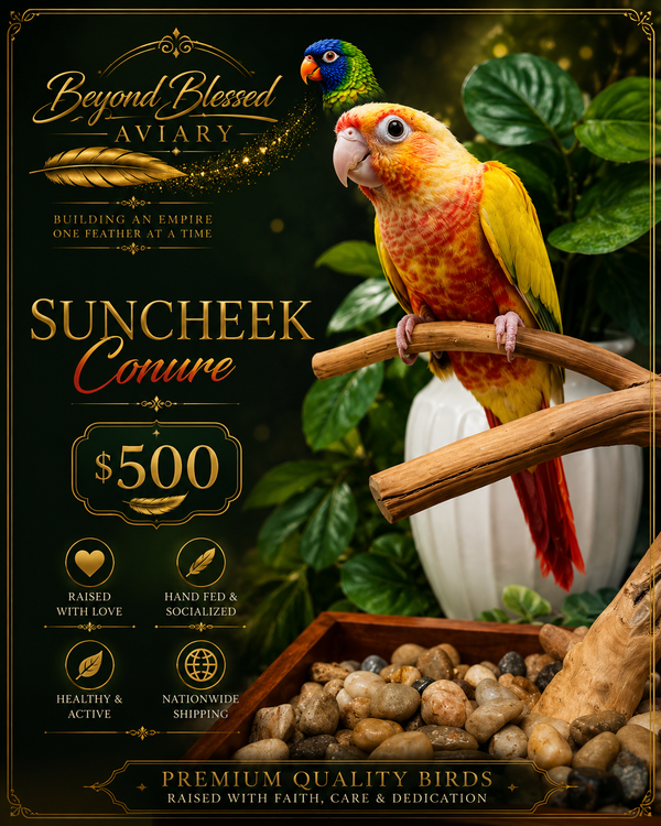 Suncheek Conure