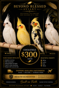 Cockatiel