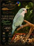 Turquoise Opaline  Quaker