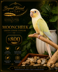 Mooncheek Conure