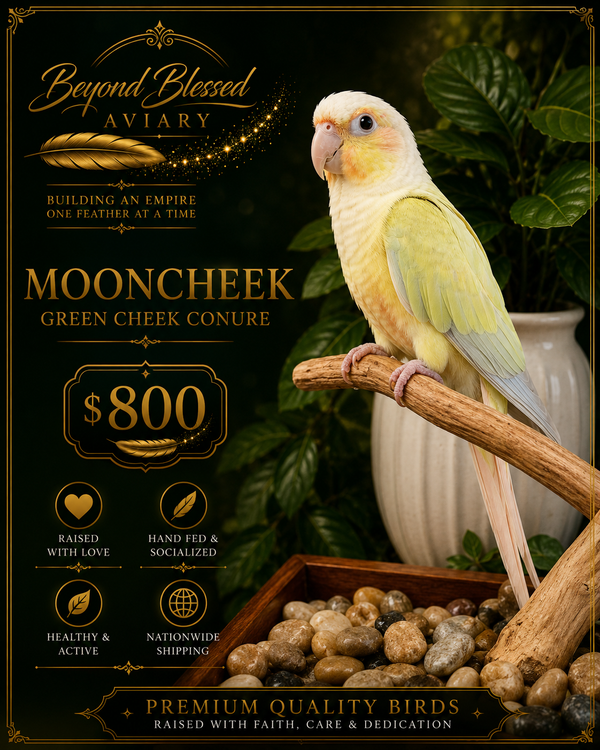 Mooncheek Conure