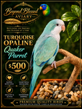 Turquoise Opaline  Quaker