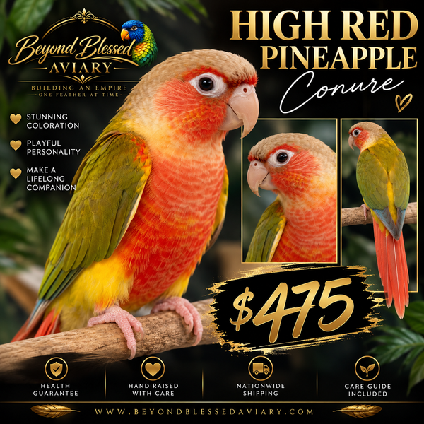 High Red Pineapple Green Cheek Conure