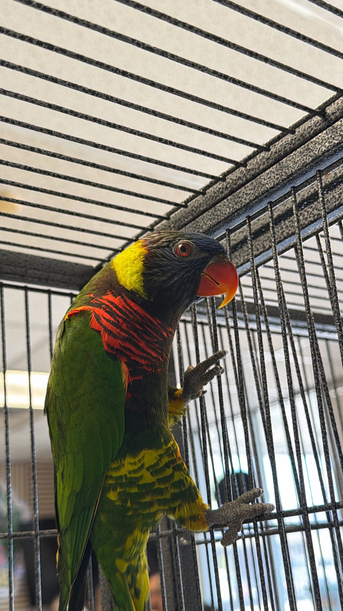 Lorikeet hand tame