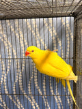 Lutino Ringneck Female
