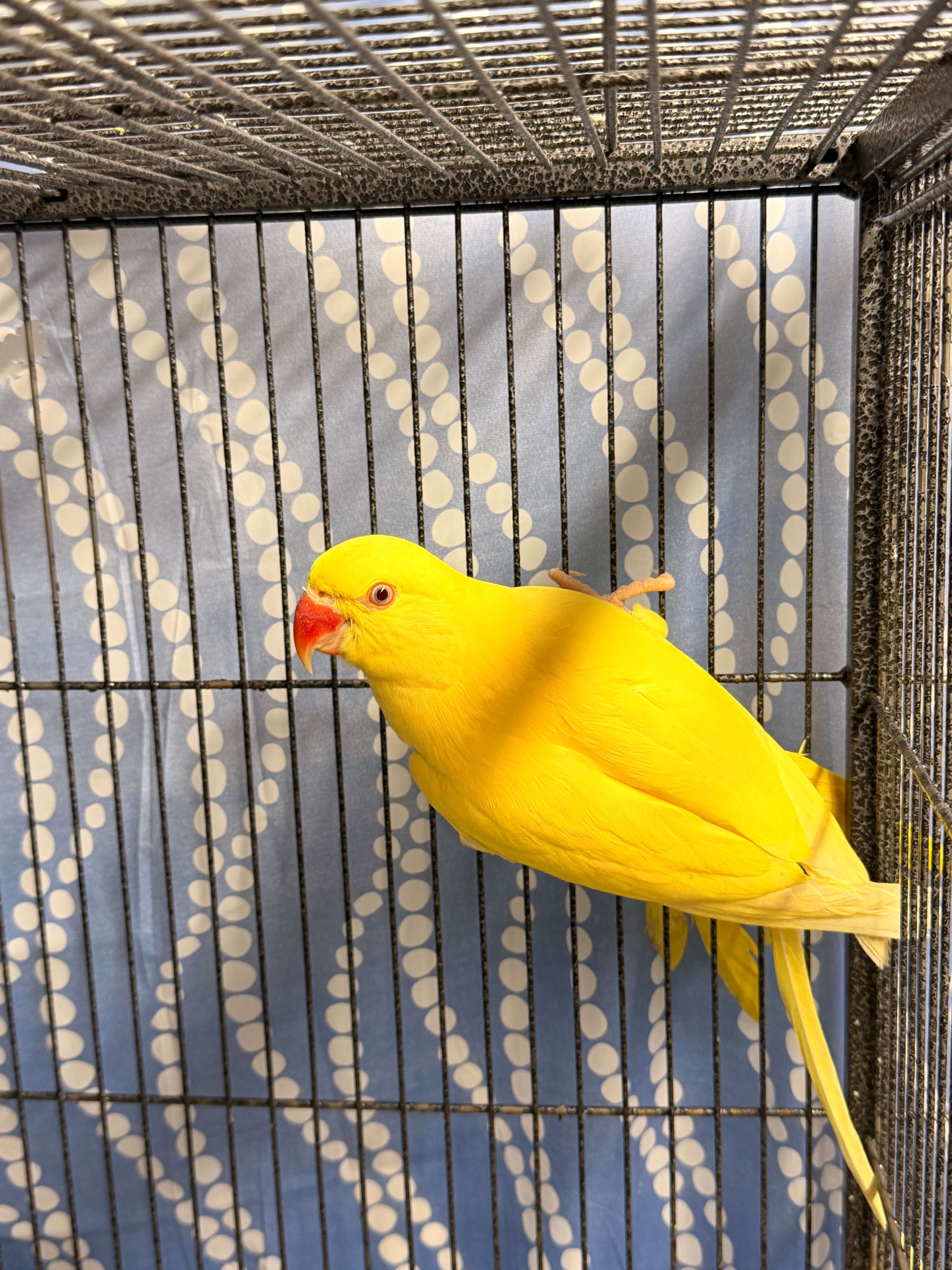 Lutino Ringneck Female