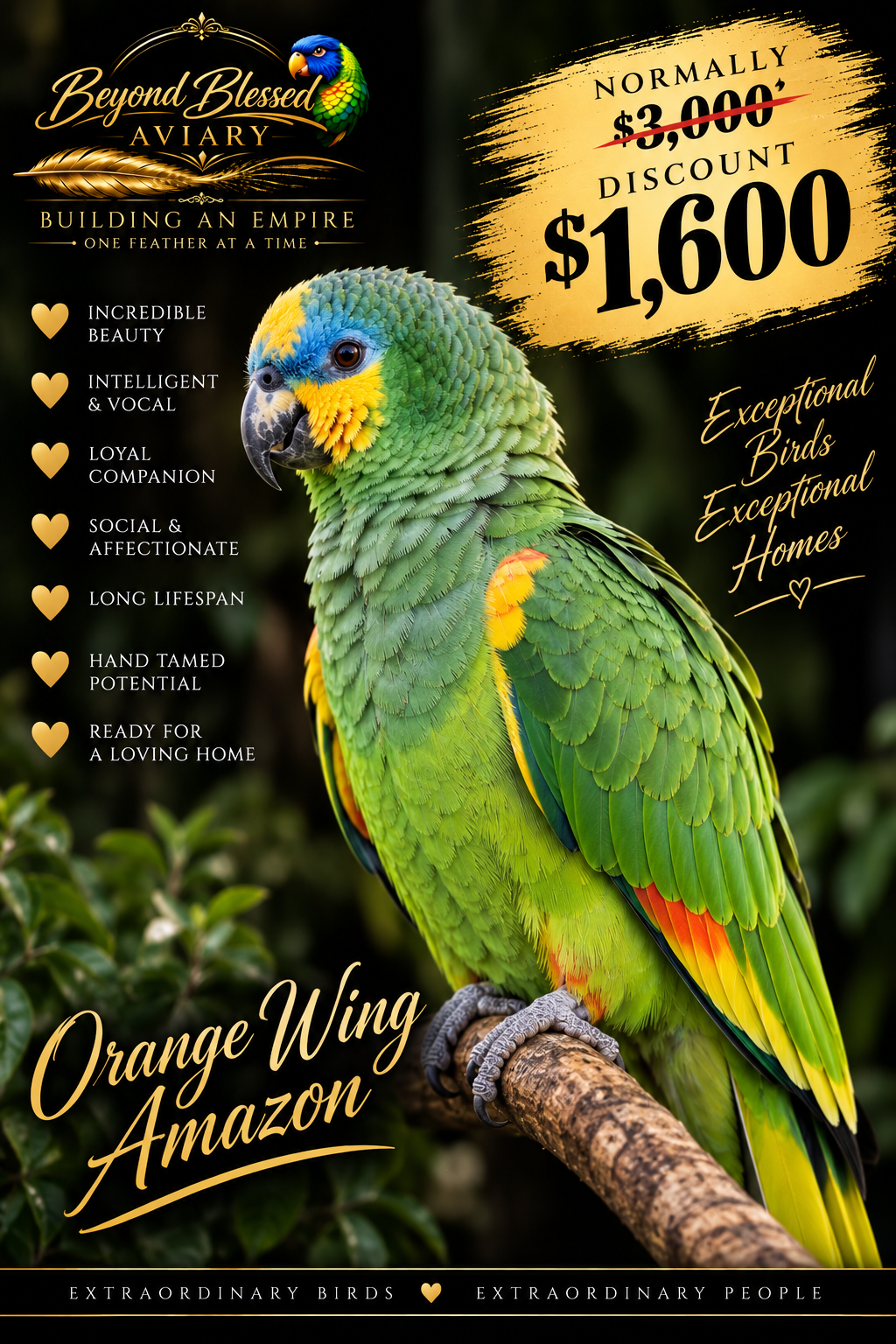 Orange Wing Amazon Discount