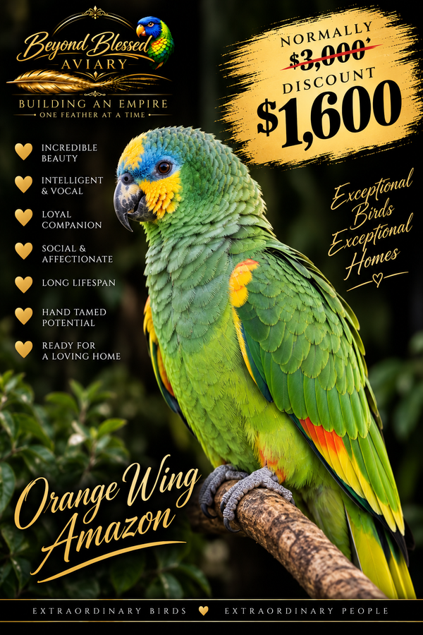 Orange Wing Amazon Discount