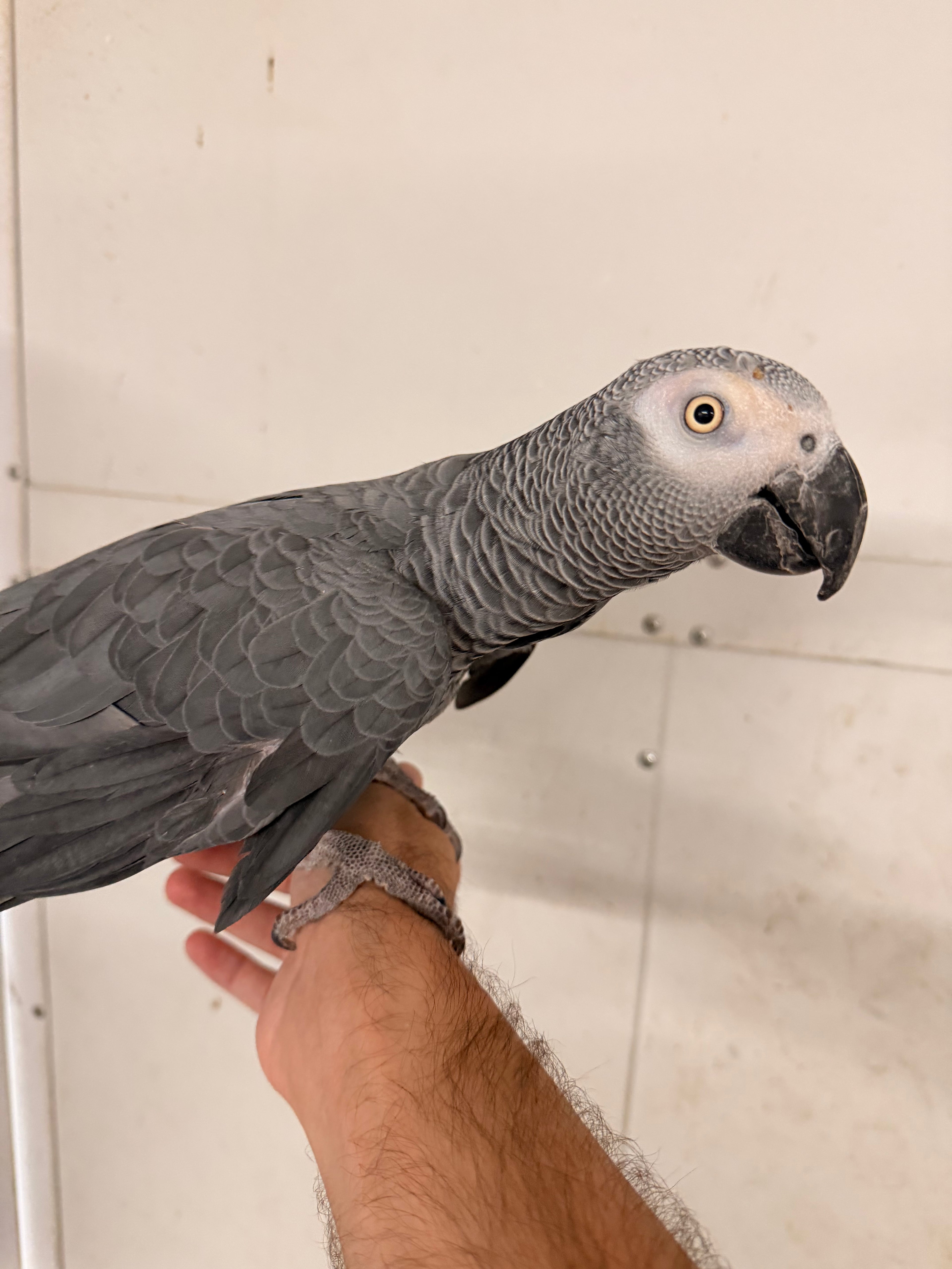 African Grey Male