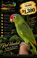 Red Headed Amazon